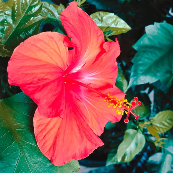 Meet your Posher, Rachael - Picture 2 of 12